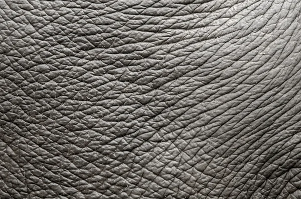 大象皮 — 图库照片