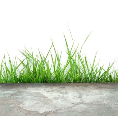 yeşil çim ile beton zemin