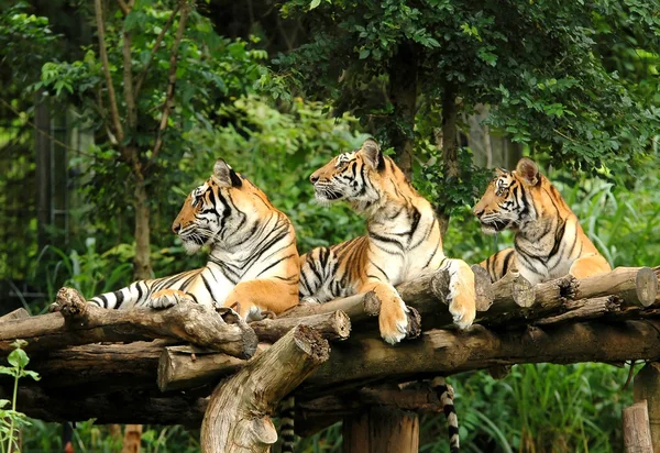 Bengálský tygr — Stock fotografie