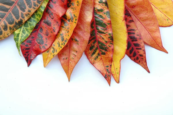 Croton leaves — Stock Photo, Image