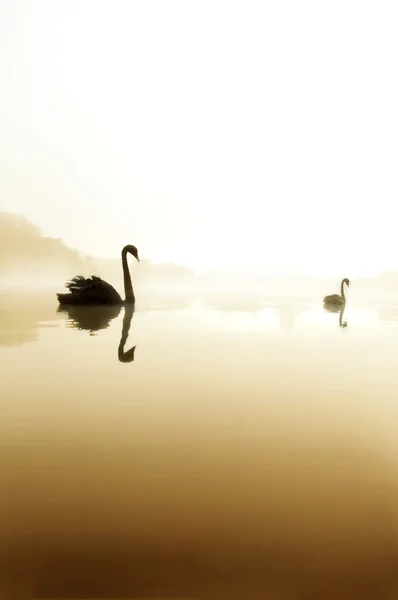 Чёрный лебедь у озера — стоковое фото