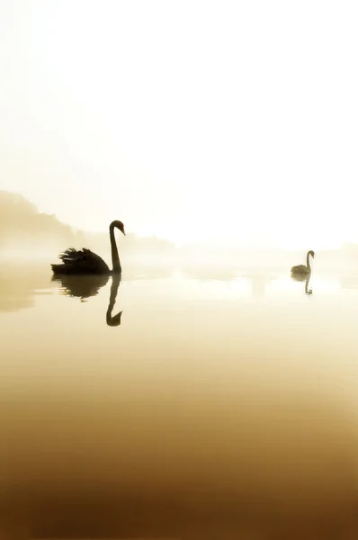 Černá labuť na jezeře — Stock fotografie