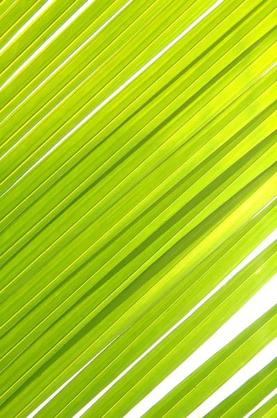 Coconut leaf — Stock Photo, Image