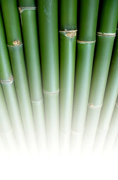 Groene bamboe Stockfoto