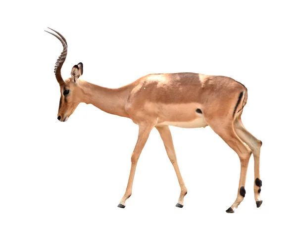 Vuxna manliga impala isolerade — Stockfoto