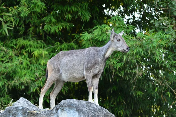 Goral standing on the rock — Stock Photo, Image