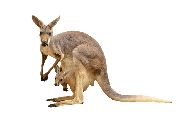 Kangaroo isolerade — Stockfoto