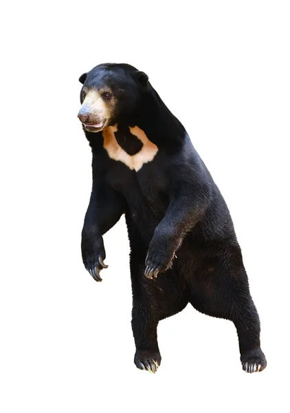 Urso de sol malaio de pé isolado — Fotografia de Stock