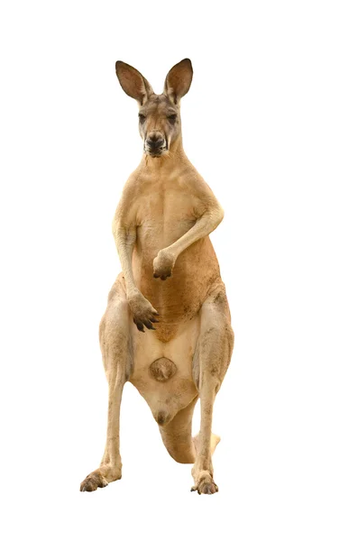Izole kanguru — Stok fotoğraf