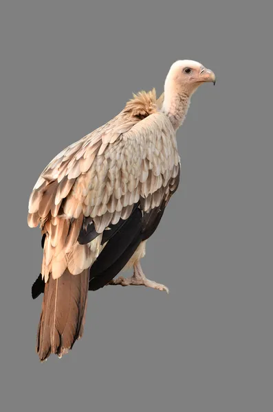 Vulture isolated — Stock Photo, Image