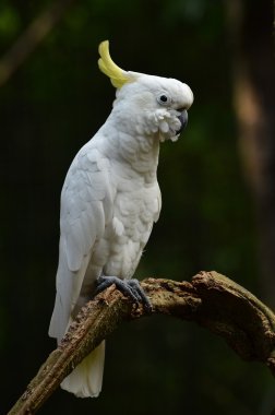 Sarı daha az Kükürt tepeli kakadu