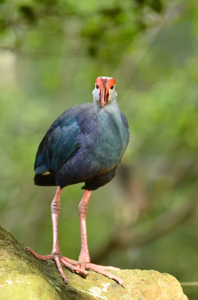 紫色 swamphen — 图库照片