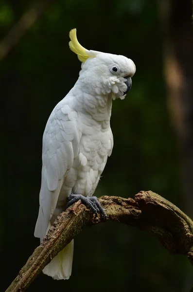 Yellow lesser sulphur-crested cockatoo — Stock Photo, Image