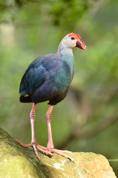 Purple Swamphen — Stock Photo, Image