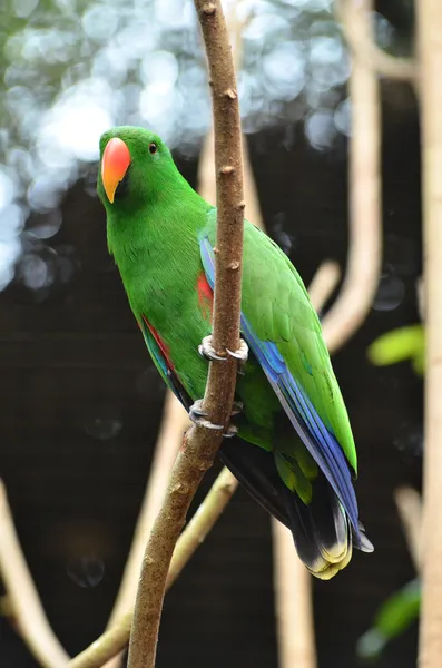 Красивий зелений евкаліпт папуга птах — стокове фото