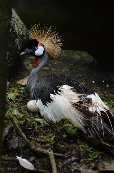 Crowned Crane or African Crowned Crane — Stock Photo, Image