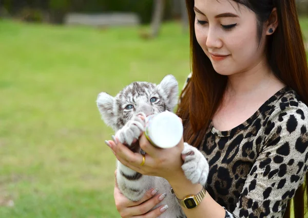 Mujeres alimentación bebé blanco tigre de bengala —  Fotos de Stock