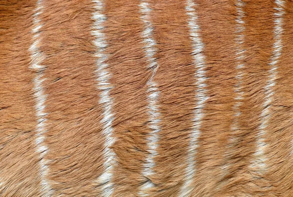 Texturizado de piel de nyala — Foto de Stock