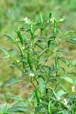 biber ağacı üzerinde