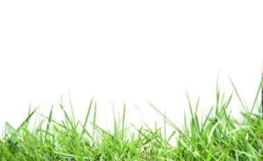 Beyaz arkaplanda yeşil çimen