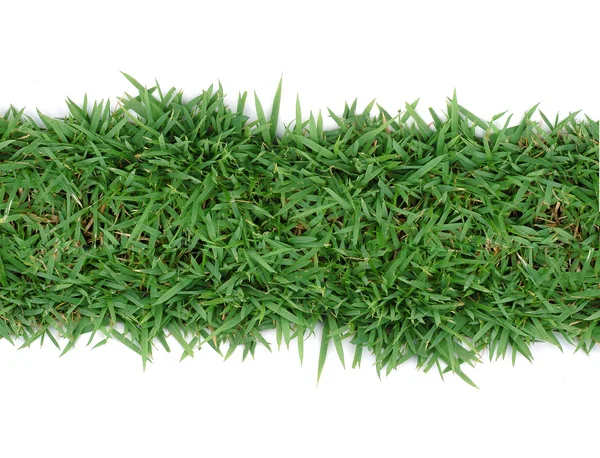 Hierba verde aislada sobre fondo blanco —  Fotos de Stock