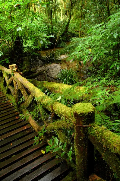 Tropical stream — Stock Photo, Image
