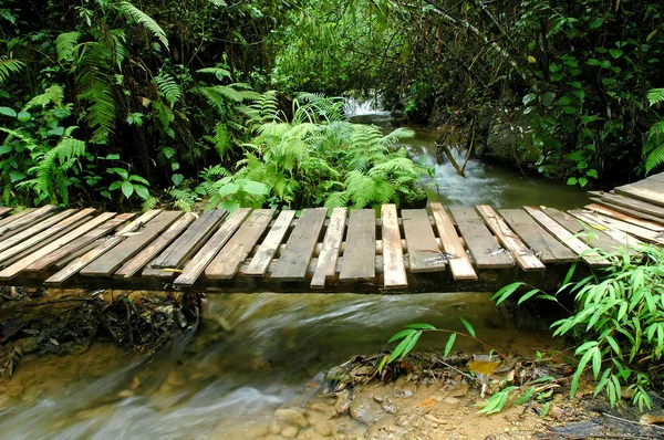 Tropical stream — Stock Photo, Image