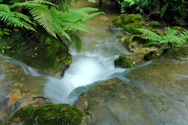 Tropische stream — Stockfoto