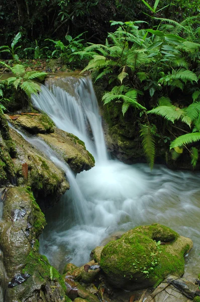 Tropische stream — Stockfoto