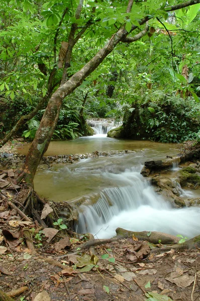 Corrente tropical — Fotografia de Stock