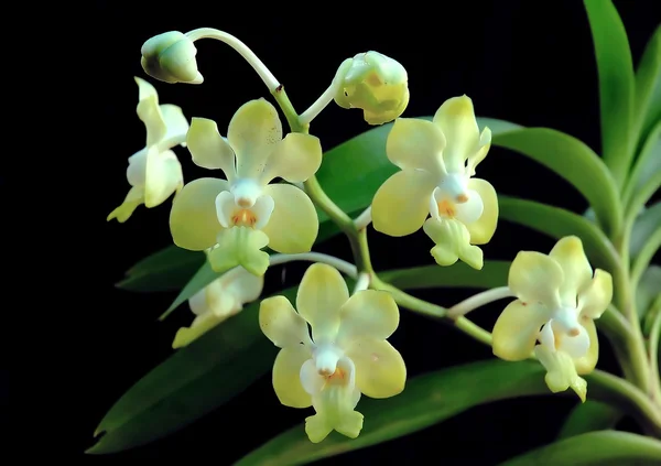 Vanda benbonii — Foto de Stock