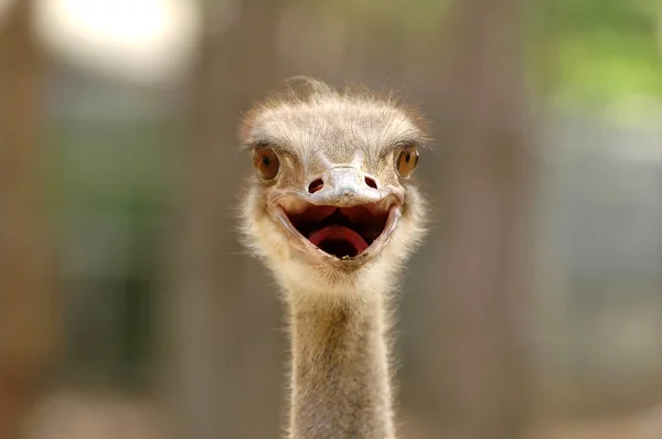 Ostrich head — Stock Photo, Image