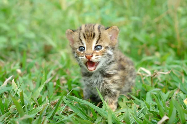 赤ちゃんヒョウ猫 — ストック写真