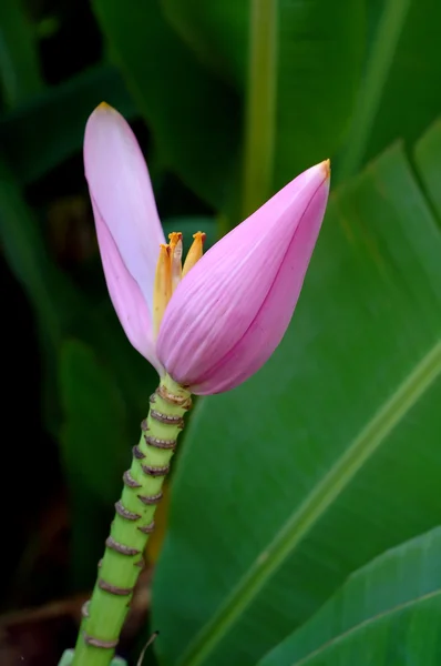 Flor de plátano — Foto de Stock