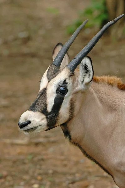 Genç Afrika antilobu — Stok fotoğraf