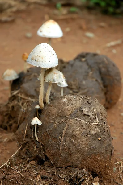 Elephant dung mushroom — Stock Photo, Image