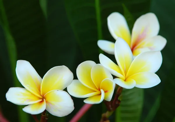 Plumeria — Fotografia de Stock