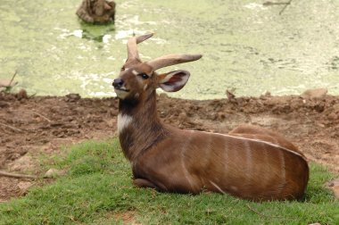 Sitatunga clipart