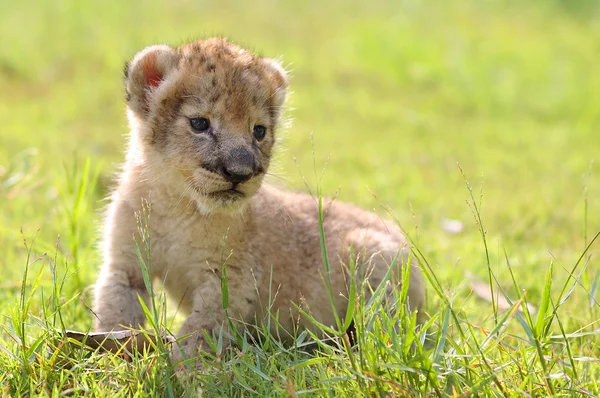 Dziecko lew — Zdjęcie stockowe