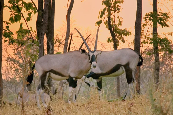 Oryx in chiang mai nacht safari — Stockfoto