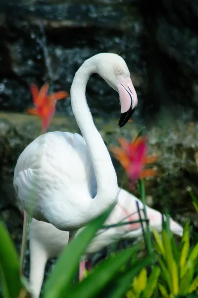 Flamingo — Stock Photo, Image