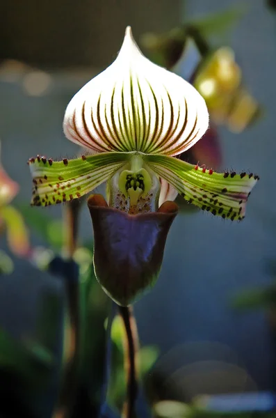 Paphiopedilum sp. — Fotografia de Stock