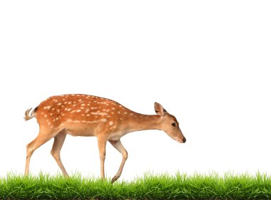 Sika geyiği ile yeşil çim izole