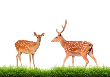 sika deer with green grass isolated clipart