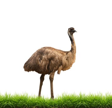 EMU ile yeşil çim izole