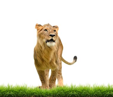 erkek aslan ile yeşil çim izole