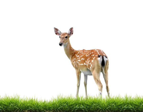 Sikadeer with green grass isolated — Stock Photo, Image