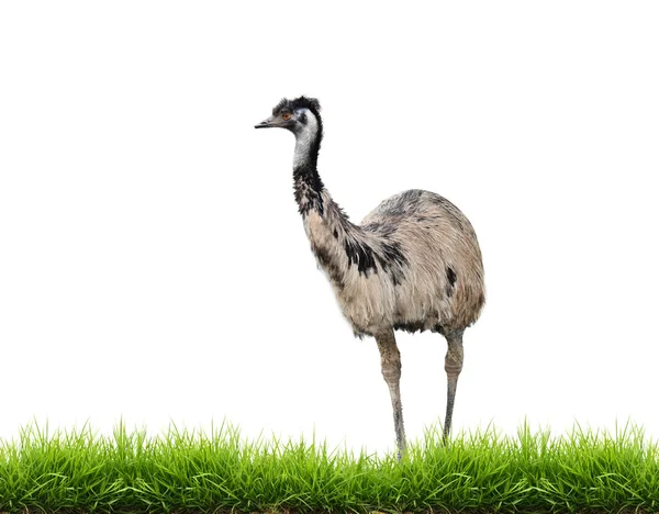 Emu com grama verde isolado — Fotografia de Stock