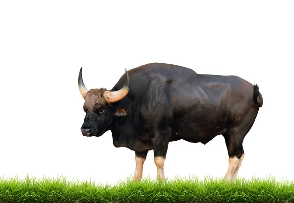 Gaur met groen gras geïsoleerd — Stockfoto