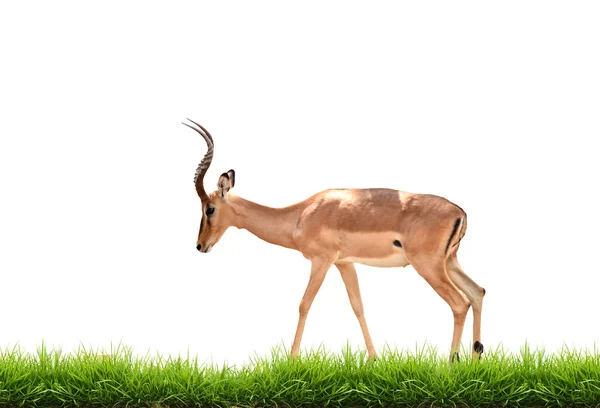 Impala met groen gras geïsoleerd — Stockfoto